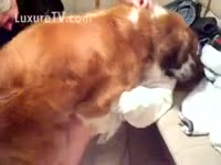 Beastiality Porn Film - Grown up dog fucking one of his dom
